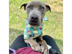 Adopt Dobby a American Staffordshire Terrier, Mixed Breed