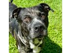 Adopt Justin a American Staffordshire Terrier, Mixed Breed