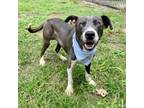 Adopt Vinny a American Staffordshire Terrier, Mixed Breed