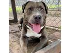 Adopt Monty a American Staffordshire Terrier, Mixed Breed