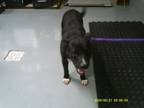 Adopt Dodger a Pit Bull Terrier