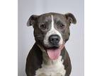 Brutus American Pit Bull Terrier Adult Male