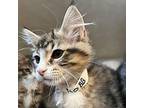 Robb Domestic Shorthair Kitten Male