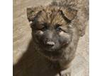 German Shepherd Dog Puppy for sale in Dorchester, WI, USA