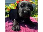 Schnauzer (Giant) Puppy for sale in Evensville, TN, USA