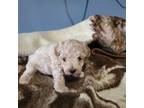 Maltipoo Puppy for sale in Bremen, IN, USA