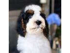 Wapoo Puppy for sale in Salt Lake City, UT, USA