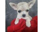 Chihuahua Puppy for sale in Wichita, KS, USA