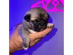 Pug Puppy for sale in Arlington, WA, USA