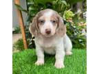 Dachshund Puppy for sale in Duncan, OK, USA