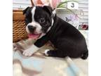 Boston Terrier Puppy for sale in Lansing, MI, USA