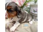 Cavalier King Charles Spaniel Puppy for sale in Indianapolis, IN, USA