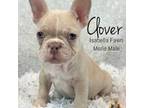 French Bulldog Puppy for sale in Kent, WA, USA