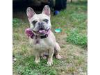 French Bulldog Puppy for sale in Alexandria, VA, USA