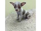 Chihuahua Puppy for sale in Marion, OH, USA