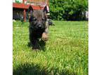 German Shepherd Dog Puppy for sale in Elroy, WI, USA