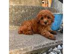 Poodle (Toy) Puppy for sale in Lamar, MO, USA