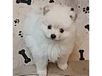 Pomeranian Puppy for sale in Lebanon, OR, USA