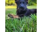 German Shepherd Dog Puppy for sale in North Dartmouth, MA, USA