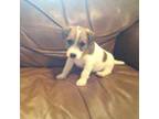 Mutt Puppy for sale in Carney, OK, USA