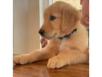 Golden Retriever Puppy for sale in Placerville, CA, USA