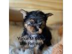 Yorkshire Terrier Puppy for sale in Crossville, TN, USA