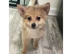 Pomeranian Puppy for sale in Plainfield, IN, USA