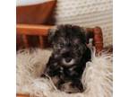 Schnauzer (Miniature) Puppy for sale in Berea, KY, USA