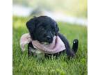Portuguese Water Dog Puppy for sale in Williamsport, PA, USA