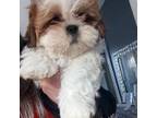 Shih Tzu Puppy for sale in Boston, MA, USA