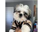 Shih Tzu Puppy for sale in Boston, MA, USA