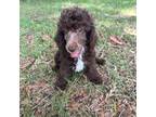 Aussiedoodle Puppy for sale in Dade City, FL, USA