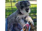 Schnauzer (Miniature) Puppy for sale in Cody, WY, USA
