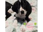 Great Dane Puppy for sale in Kemp, TX, USA
