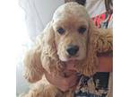 Cocker Spaniel Puppy for sale in Clayton, NC, USA
