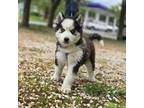 Siberian Husky Puppy for sale in Hartford, CT, USA