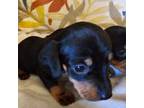 Dachshund Puppy for sale in Navarre, FL, USA