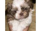 Shih Tzu Puppy for sale in Slidell, LA, USA