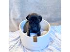 Pug Puppy for sale in Calhan, CO, USA