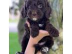 Cavapoo Puppy for sale in Lagro, IN, USA