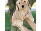 Australian Labradoodle Puppy for sale in Lagro, IN, USA