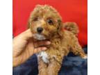 Poodle (Toy) Puppy for sale in Conway, SC, USA