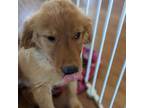 Golden Retriever Puppy for sale in Sacramento, CA, USA