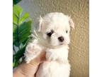 Maltese Puppy for sale in Lake Alfred, FL, USA