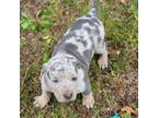 Catahoula Leopard Dog Puppy for sale in Moran, MI, USA