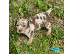 Catahoula Leopard Dog Puppy for sale in Moran, MI, USA