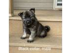 Norwegian Elkhound Puppy for sale in Hull, IA, USA