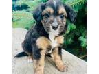 Mutt Puppy for sale in Hamilton, MI, USA
