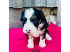 Mutt Puppy for sale in Hamilton, MI, USA