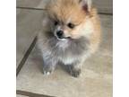 Pomeranian Puppy for sale in Edmond, OK, USA